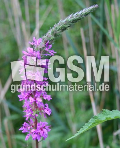 Blut-Weiderich-2.jpg